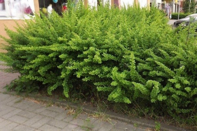 Berberys Thunberga Smaragd Berberis thunbergii P9