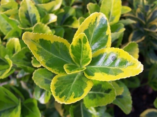 Trzmielina japońska Ovatus Aureus Euonymus japonicus C2