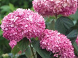 Hortensja drzewiasta Pink Annabelle PBR Hydrangea arborescens C3
