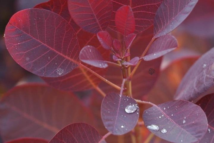 Perukowiec podolski Royal Purple Cotinus coggygria C2