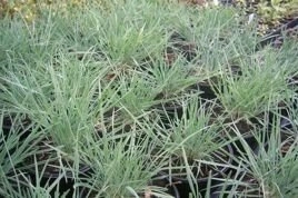 Strzęplica sina Koeleria glauca P9