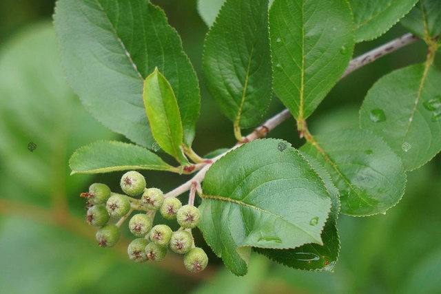 Aronia czarnoowocowa Aronia melanocarpa C2