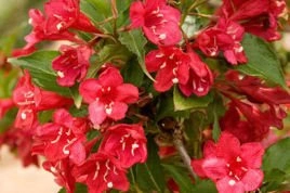 Krzewuszka cudowna Red Prince Weigela florida P9