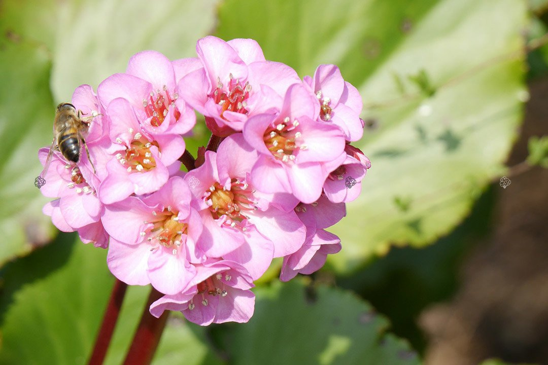 Bergenia orzęsiona Bergenia thysanodes P9