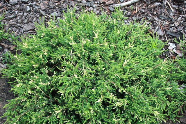 Jałowiec pospolity Spotty Spreader Juniperus communis C2