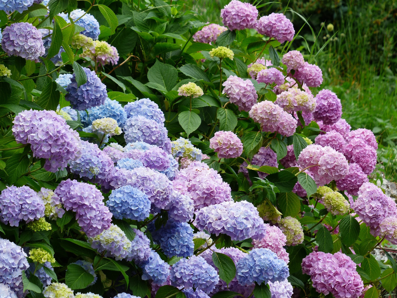 Hortensja ogrodowa Bodensee Hydrangea macrophylla C2