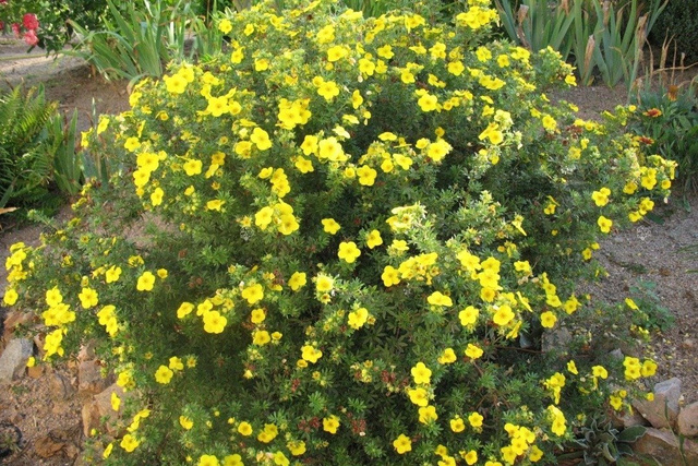 Pięciornik krzewiasty Fredhem Potentilla fruticosa P9