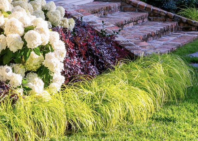 Turzyca oszimska Everillo Carex oshimensis C3