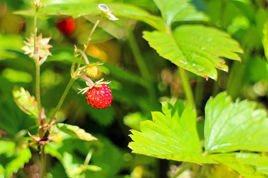 Poziomka Regina Fragaria vesca