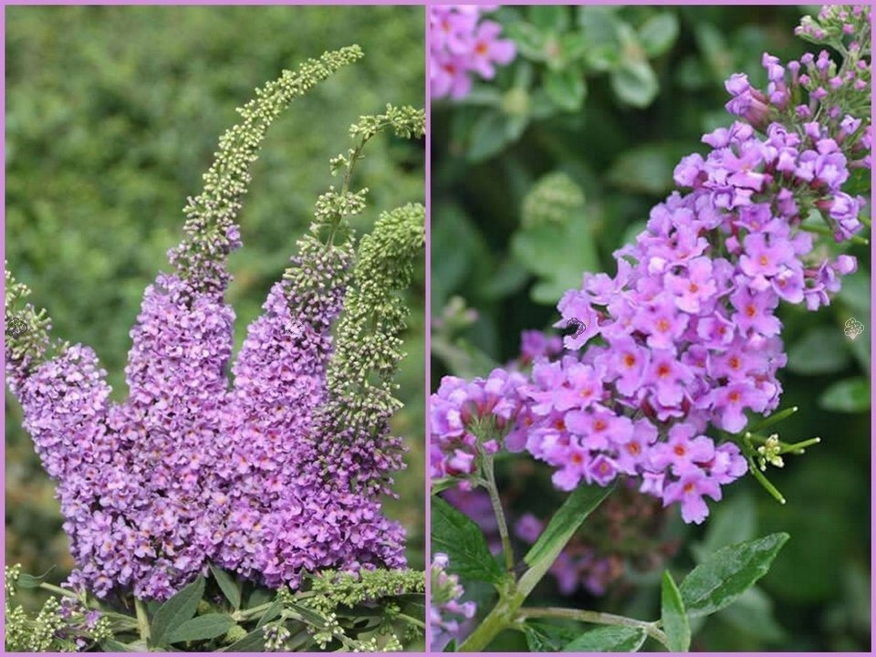 Budleja Lilac Chip PBR Buddleja C3