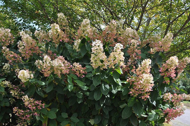 Hortensja bukietowa Pink Diamond Hydrangea paniculata C2