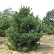 Sosna czarna Nana Pinus nigra C5