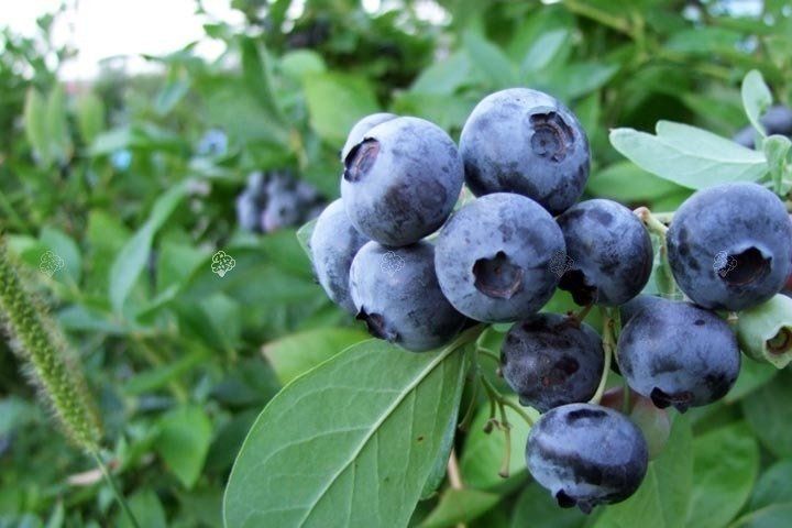 Borówka amerykańska Spartan Vaccinium corymbosum C2