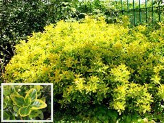 Trzmielina japońska Ovatus Aureus Euonymus japonicus C2