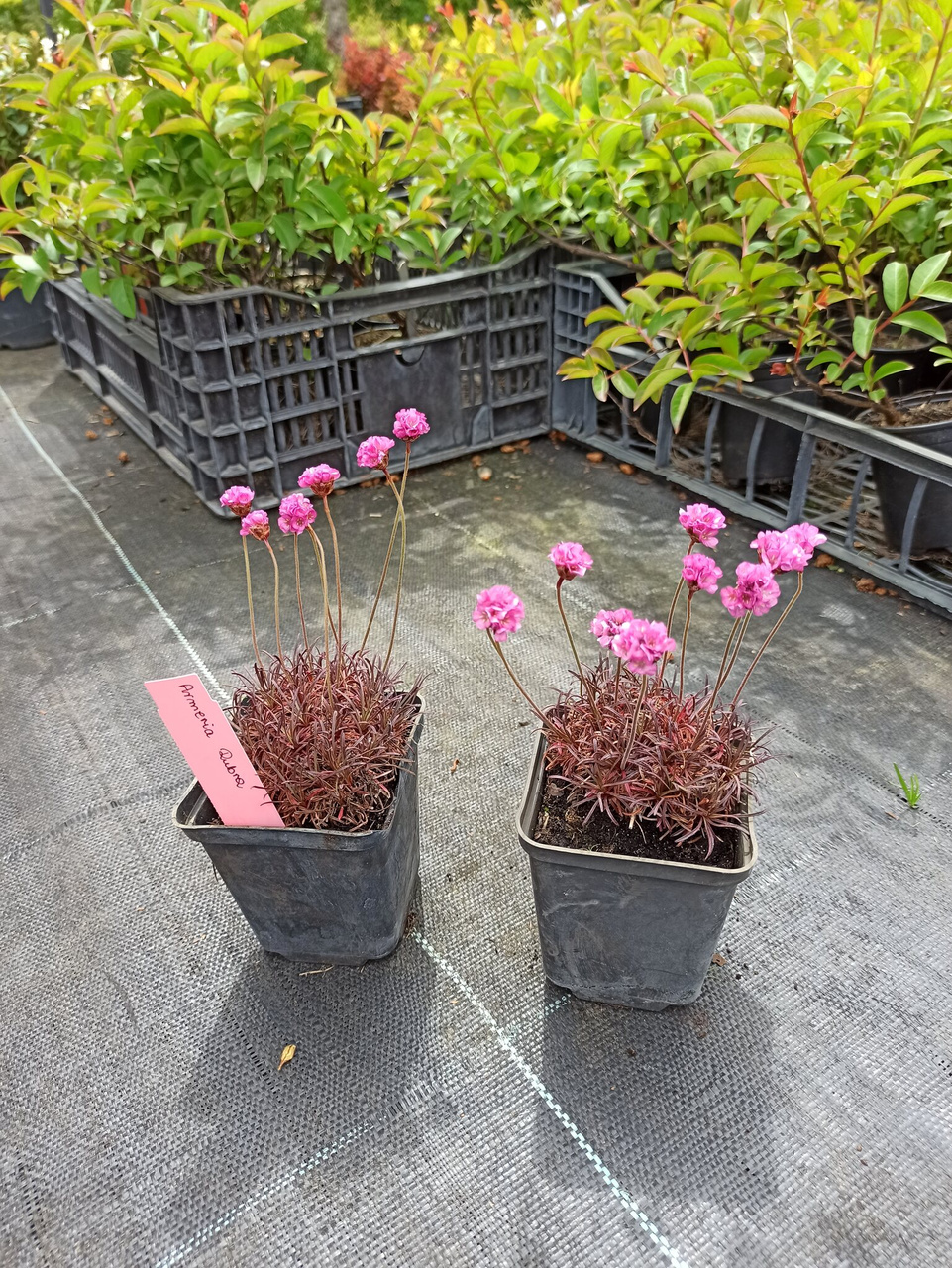 Zawciąg nadmorski Rubra Armeria maritima P9