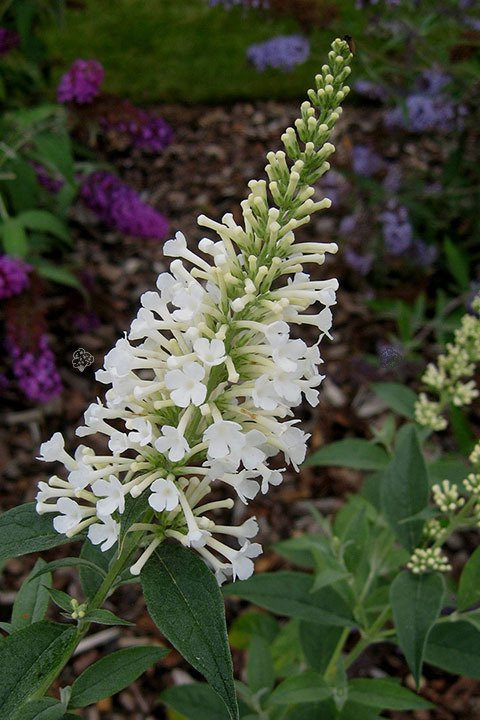 Budleja Davida Argus White PBR Buddleja davidii C2