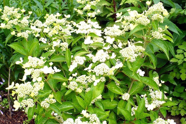 Hortensja bukietowa Prim White PBR Hydrangea paniculata C3