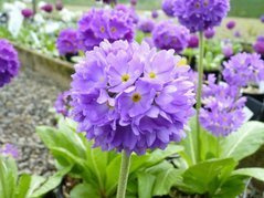 Pierwiosnek ząbkowany Blue Primula denticulata P9
