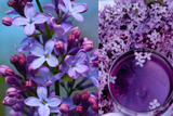 Lilak Meyera Palibin Syringa meyeri P9