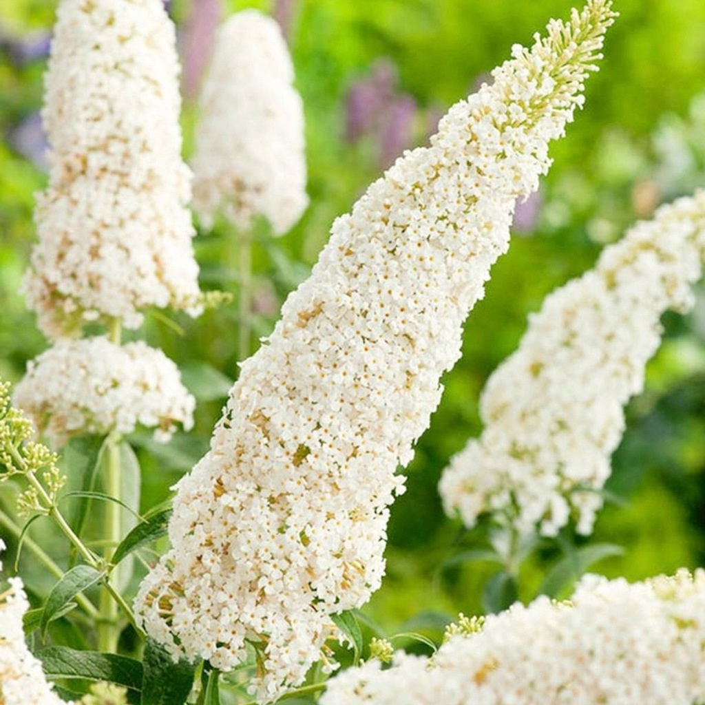 Budleja Davida White Profusion Buddleja davidii