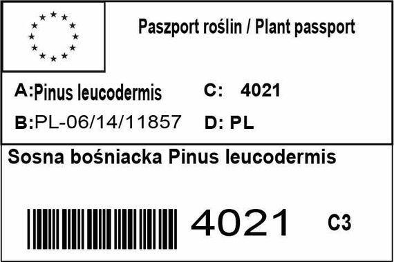 Sosna bośniacka Pinus leucodermis