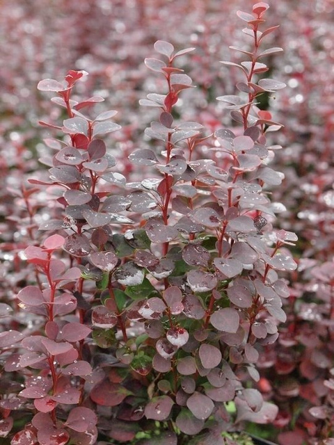 Berberys Thunberga Summer Chocolate Berberis thunbergii C2