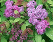 Tawuła japońska Double Play Big Bang PBR Spiraea japonica C3