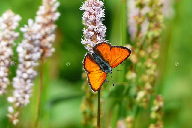 Rdest wężownik Persicaria bistorta P9