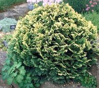 Cyprysik Lawsona Pygmaea Argentea Chamaecyparis lawsoniana C2