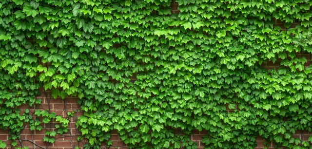 Bluszcz pospolity Hibernica Hedera helix C2