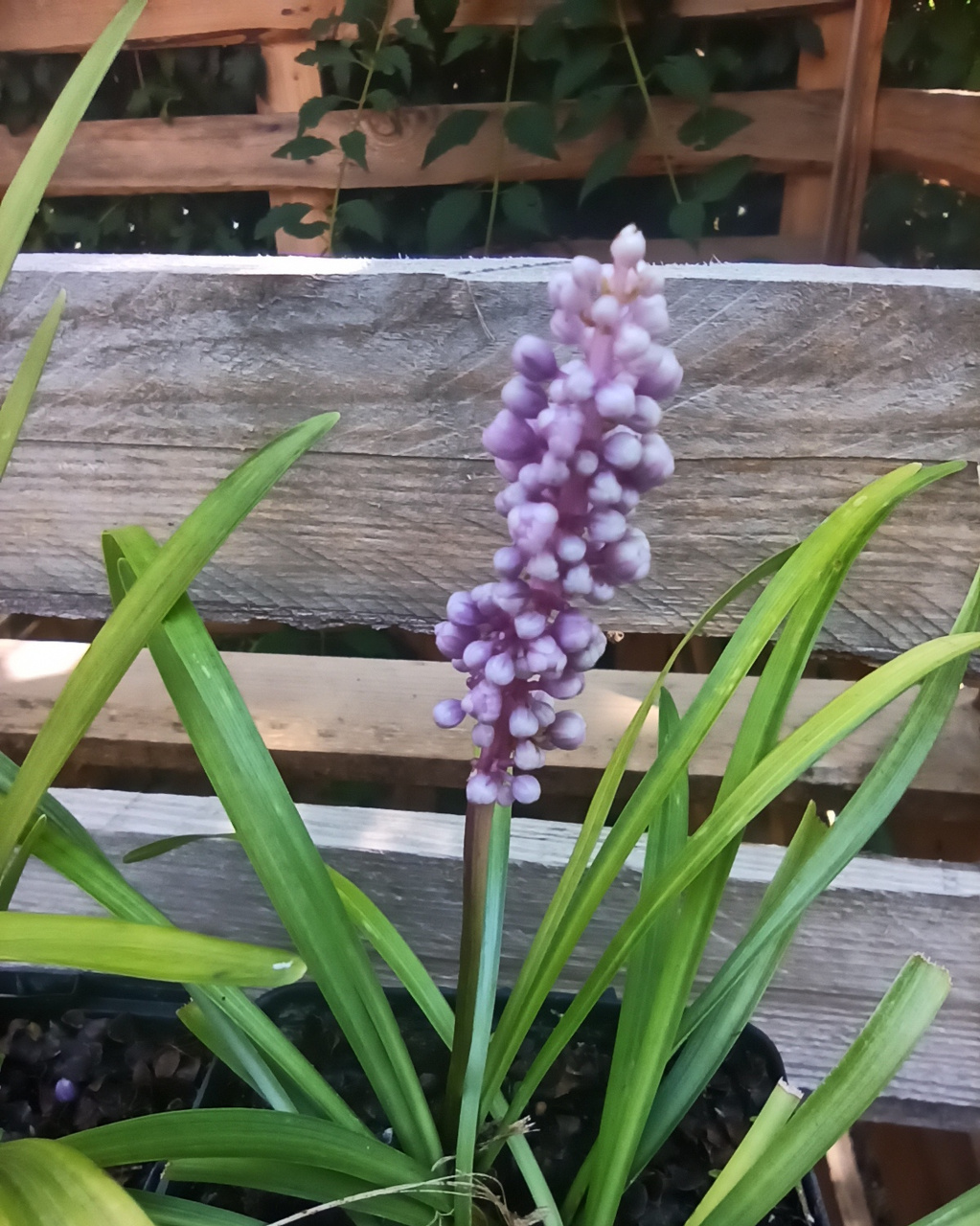 Liriope szafirkowata Big Blue Liriope muscari P9