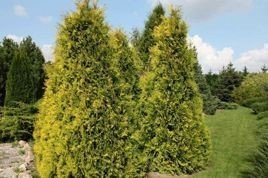 Tuja Europa Gold Thuja occidentalis C2