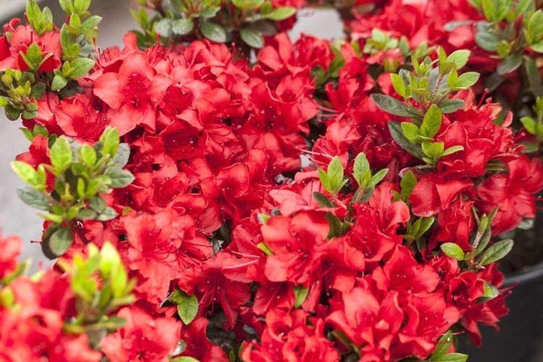 Azalia japońska Muneira Rhododendron obtusum C2
