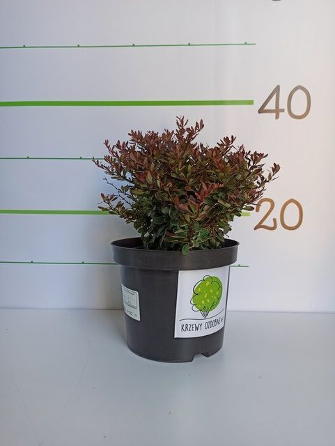 Berberys Thunberga Bagatelle Berberis thunbergii C2
