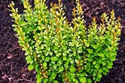Berberys Thunberga Powwow Berberis thunbergii C2