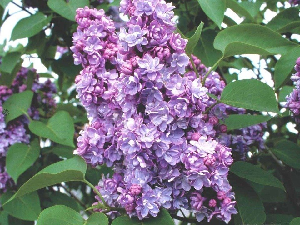 Lilak pospolity Michel Buchner Syringa vulgaris C2