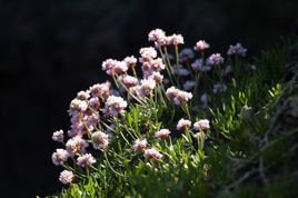 Zawciąg pospolity Splendens Perfecta Armeria martima P9
