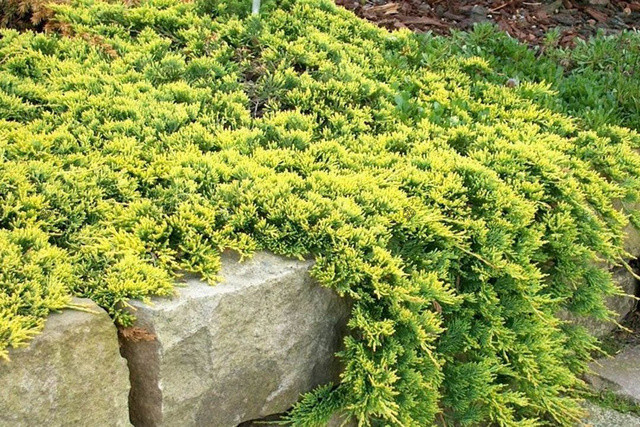 Jałowiec płożący Golden Carpet Juniperus horizontalis C2