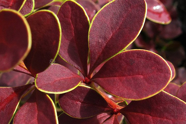 Berberys Thunberga Golden Ring Berberis thunbergii C3