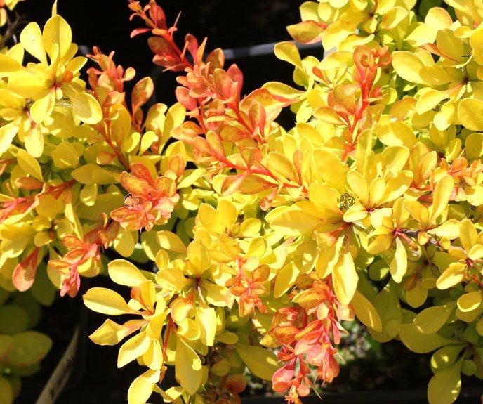 Berberys Thunberga Diabolicum Berberis thunbergii C2