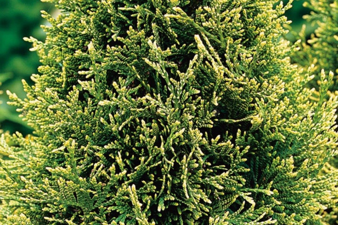 Tuja Stolwijk Thuja occidentalis P9