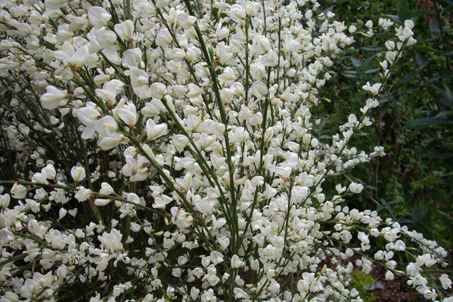 Żarnowiec szczodrzeniec wczesny Albus Cytisus praecox P9