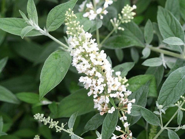 Budleja White Chip PBR Buddleja C3