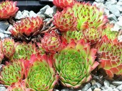 Rojnik Rubicundum Sempervivum P9