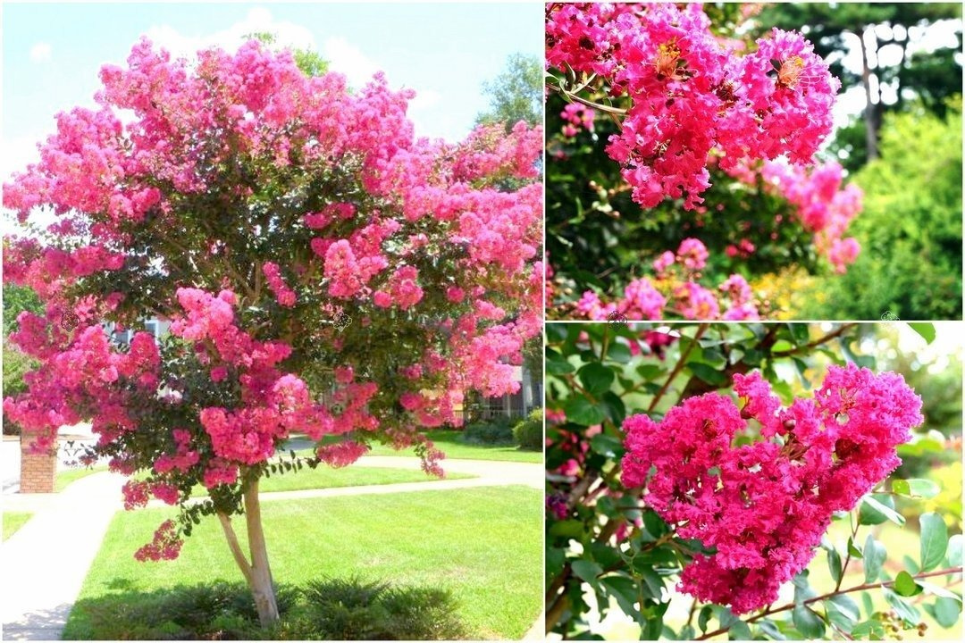 Lagerstroemia indyjska różowa Petite Pink Lagerstroemia indica P9