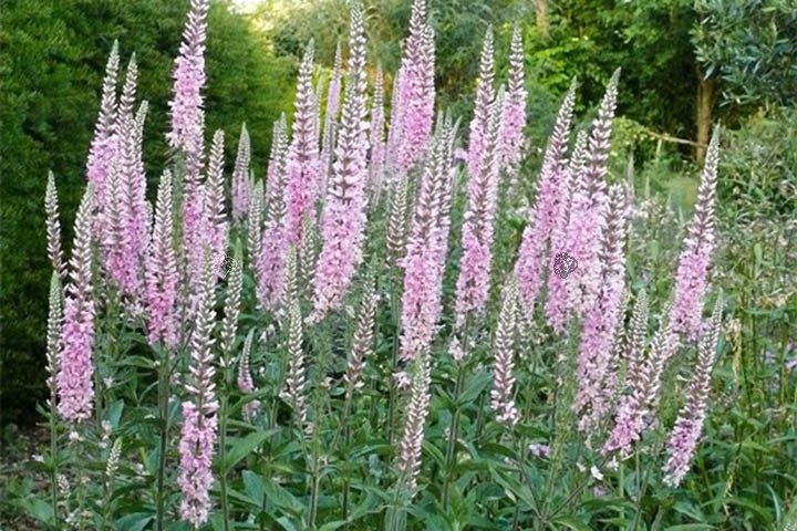 Przetacznik kłosowy Pink Damask Veronica longifolia C2
