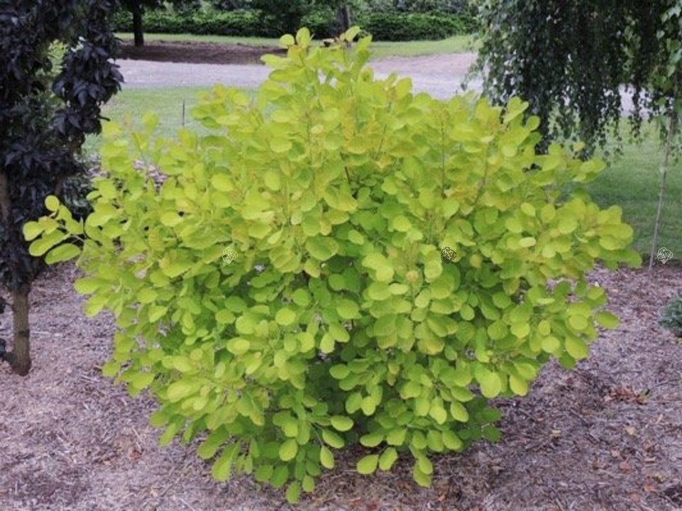 Perukowiec podolski Golden Lady PBR Cotinus coggygria C3