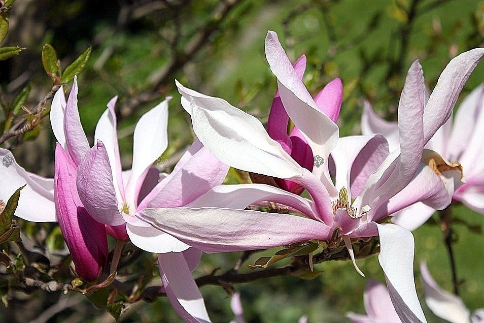 Magnolia gwiaździsta Rosea Magnolia stellata C2