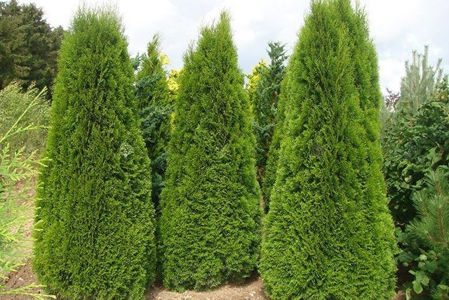Tuja Szmaragd Thuja Smaragd occidentalis 80-90 C2