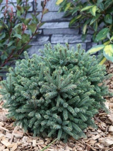Świerk biały Echiniformis Picea glauca C3